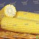 GSS 8529 F1 семена кукурузы суперсладкой (Syngenta)