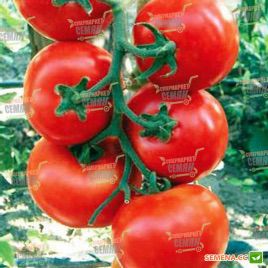 Ивет F1 семена томата полудет. (Syngenta)