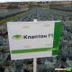 Клаптон F1 семена капусты цветной средней 80-85 дн. 2-3 кг бел. (Syngenta)