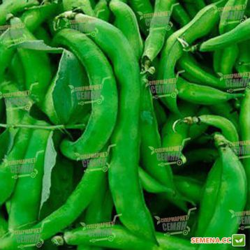 Кларон семена фасоли спаржевой (Syngenta)