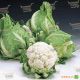 Кортес F1 семена капусты цветной средней 75-80 дн. 2-3 кг бел. (Syngenta) НЕТ ТОВАРА