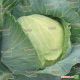 Куизор F1 семена капусты б/к средней 80-85 дн. 2-3 кг окр. (Syngenta) НЕТ ТОВАРА
