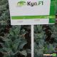 Кул F1 семена капусты цветной ранней 60-65 дн. 1,5 кг бел. (Syngenta) НЕТ ТОВАРА