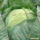 Либератор F1 семена капусты б/к поздней (Syngenta)