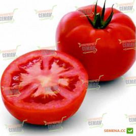 Минарет F1 семена томата полудет. (Syngenta) 