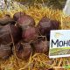 Монополи семена свеклы столовой (Syngenta)