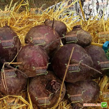 Монополи семена свеклы столовой средн. 100-110 дн окр. (Syngenta) НЕТ ТОВАРА