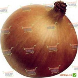 Мундо семена лука репчатого (Syngenta)
