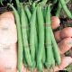 Патион семена фасоли спаржевой (Syngenta)