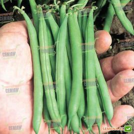 Патион семена фасоли спаржевой (Syngenta)