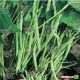 Патион семена фасоли спаржевой кустовой средней 62 дн. зел. (Syngenta) НЕТ ТОВАРА