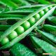 Преладо семена гороха овощного (Syngenta)