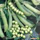 Преладо семена гороха овощного (Syngenta)