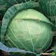 Пруктор Семес F1 семена капусты б/к среднеспелой (Syngenta)