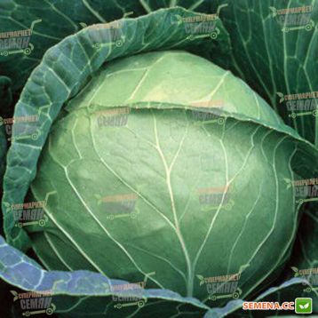Пруктор Семес F1 семена капусты б/к среднеспелой (Syngenta)