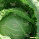 Реактор F1 семена капусты б/к ранней (Syngenta)