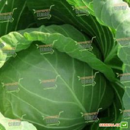 Реактор F1 семена капусты б/к ранней (Syngenta)