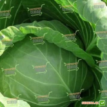 Реактор F1 семена капусты б/к ранней (Syngenta)