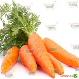 Редко семена моркови Шантане (Syngenta) 
