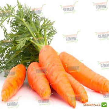 Редко семена моркови Шантане (Syngenta) 