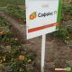 Сафаикс F1 семена томата дет. (Syngenta)