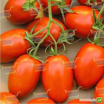 Сафаикс F1 семена томата дет. (Syngenta)
