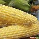 Шайнрок F1 семена кукурузы суперсладкой (Syngenta)