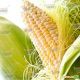 Шайнрок F1 семена кукурузы суперсладкой (Syngenta)