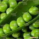 Сомервуд семена гороха овощного мозгового среднего до 65 дн. (Syngenta)