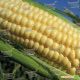 Старшайн F1 семена кукурузы суперсладкой (Syngenta)