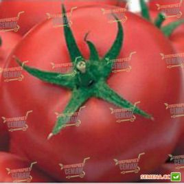 Тривет F1 семена томата полудет. (Syngenta)