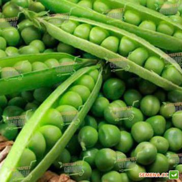 Вальверде семена гороха овощного (Syngenta) 