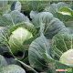 Веронор F1 семена капусты б/к раней (Syngenta)