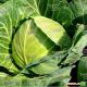 Веронор F1 семена капусты б/к раней (Syngenta)