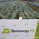 Зелонор F1 семена капусты б/к поздней (Syngenta)