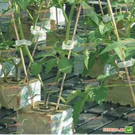 Арнольд F1 семена подвоя (Syngenta)