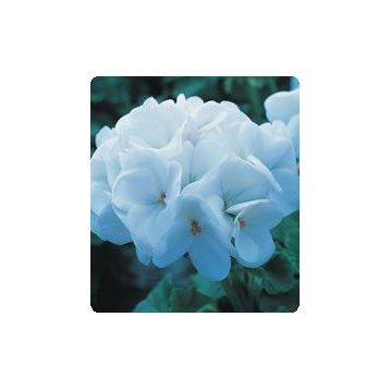 Герань (пеларгония) Салют Pure White