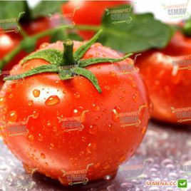 Эмрэро F1 семена томата индет. окр. 160-170г (Syngenta)