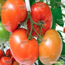 Гродена F1 семена томата индет. окр. 200-230г (Syngenta)