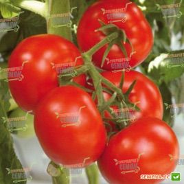Раиса F1 семена томата индет. окр. 140-160г (Syngenta)