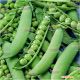 Скинадо семена гороха овощного (Syngenta)