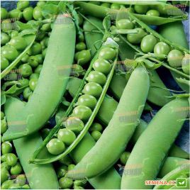 Скинадо семена гороха овощного (Syngenta)