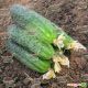 семена огурца афина f1