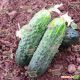 Афина F1 семена огурца корнишона партенокарп. ультрараннего 38-40 дн. 10-12 см (Nunhems) НЕТ ТОВАРА