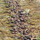 лук репчатый каунтач f1