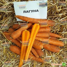 Лагуна F1 (прайм. 1,6-1,8) насіння моркви Нантес ультраранньої від 60 дн. (Nunhems)