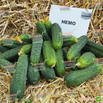 Немо F1 семена огурца корнишона партенокарп. раннего 40-45 дн. 8-10 см (Nunhems) НЕТ ТОВАРА
