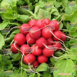 Сора насіння редиски (Bayer Nunhems)