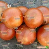 Валеро F1 насіння цибулі ріпчастої (Bayer Nunhems)