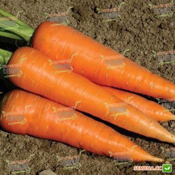 Кардиф F1 семена моркови Шантане PR (1,8-2,0 мм) (Bejo)